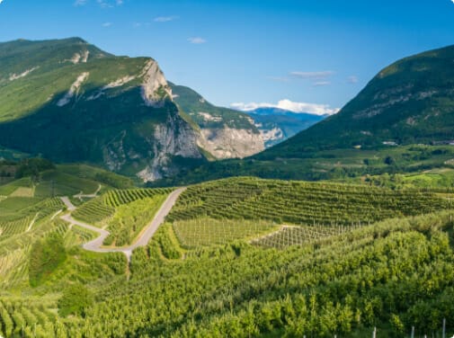 Mountains and vineyard landscape